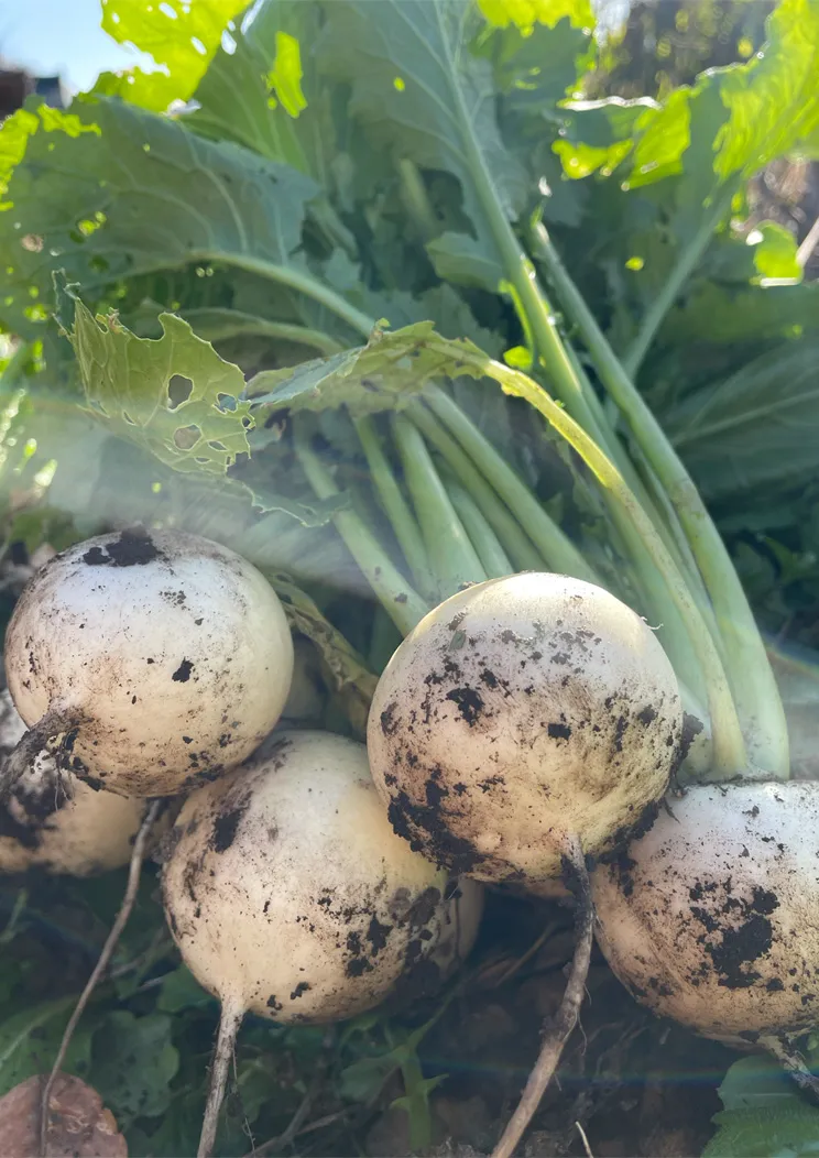 meal-slide-content__img