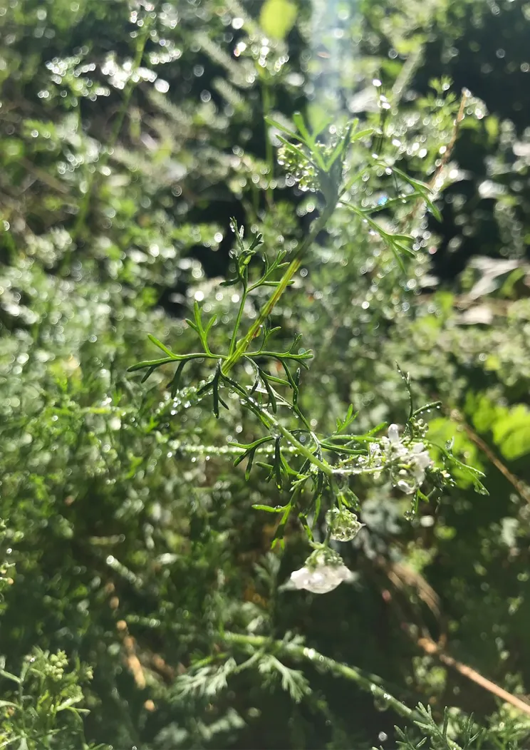 meal-slide-content__img